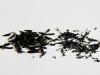 Hijiki – Braunalge