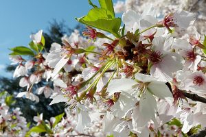 Kirschblüte-Sakura