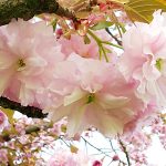 Kirschblüte-Sakura-Hanami