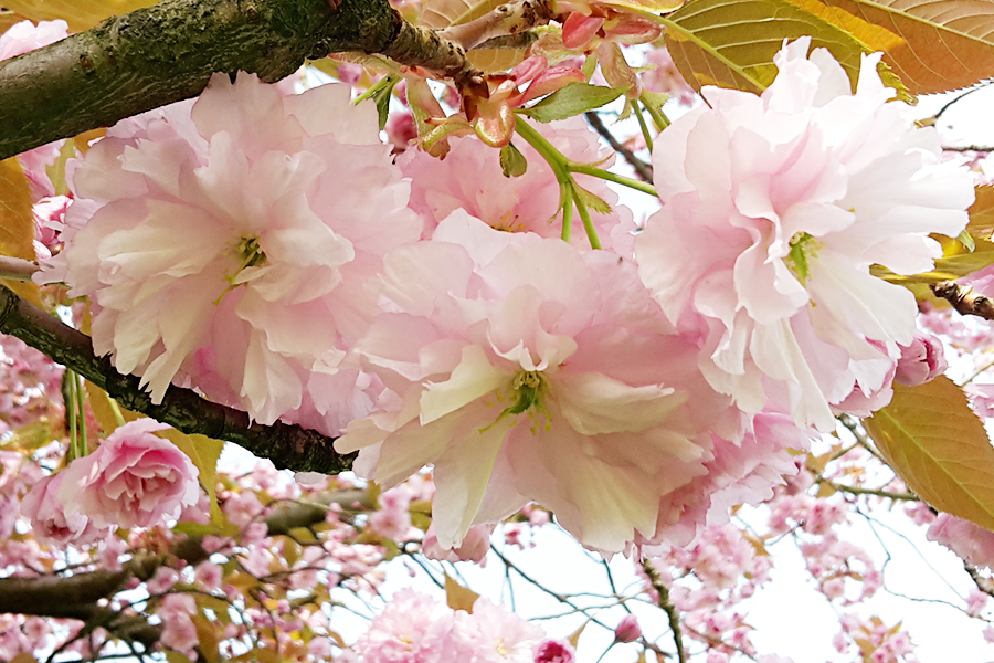 Kirschblüte-Sakura