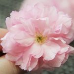Sakura – Yaesakura