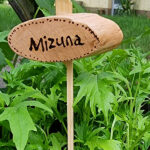 Mizuna Pflanze