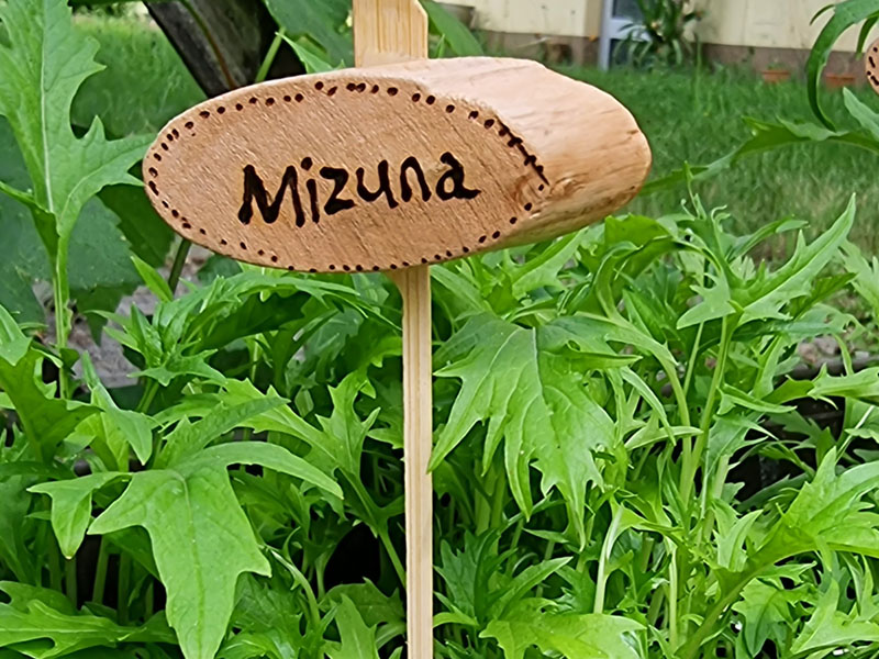 Aufzucht einer Mizuna Pflanze