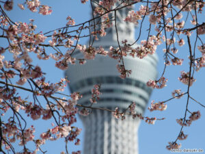 Sumida - Sky Tree